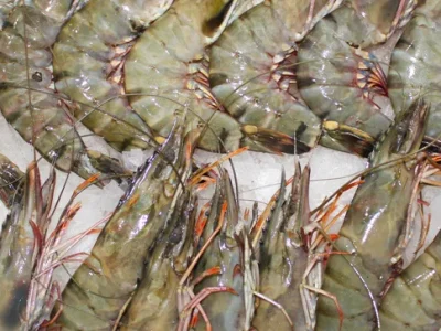 58e86f_f68d17feca89490a9bf60a18b9eb70d9~mv2